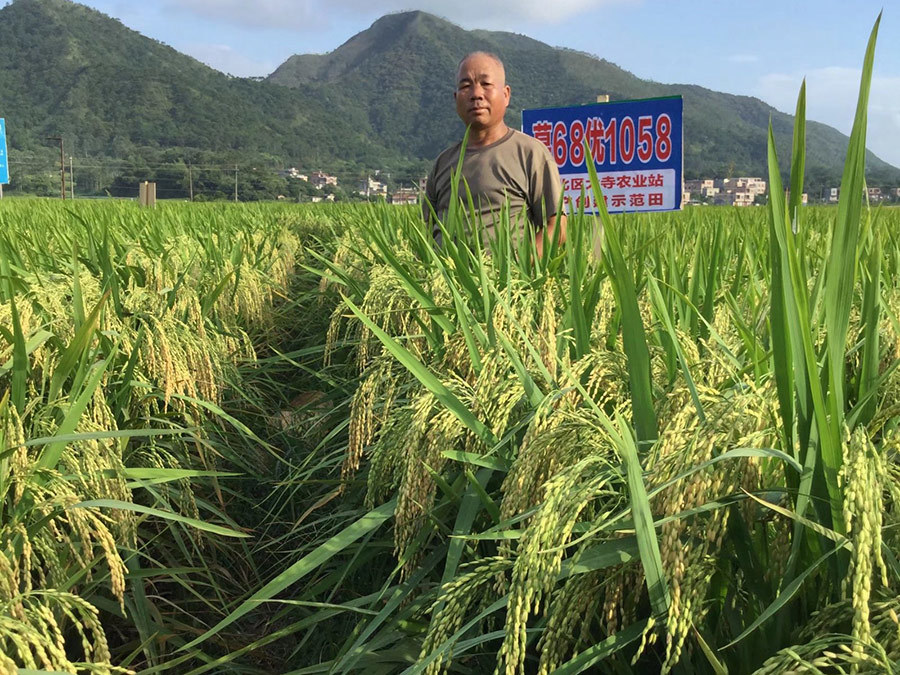 水稻种子发芽率低是什么原因 如何提高水稻发芽率