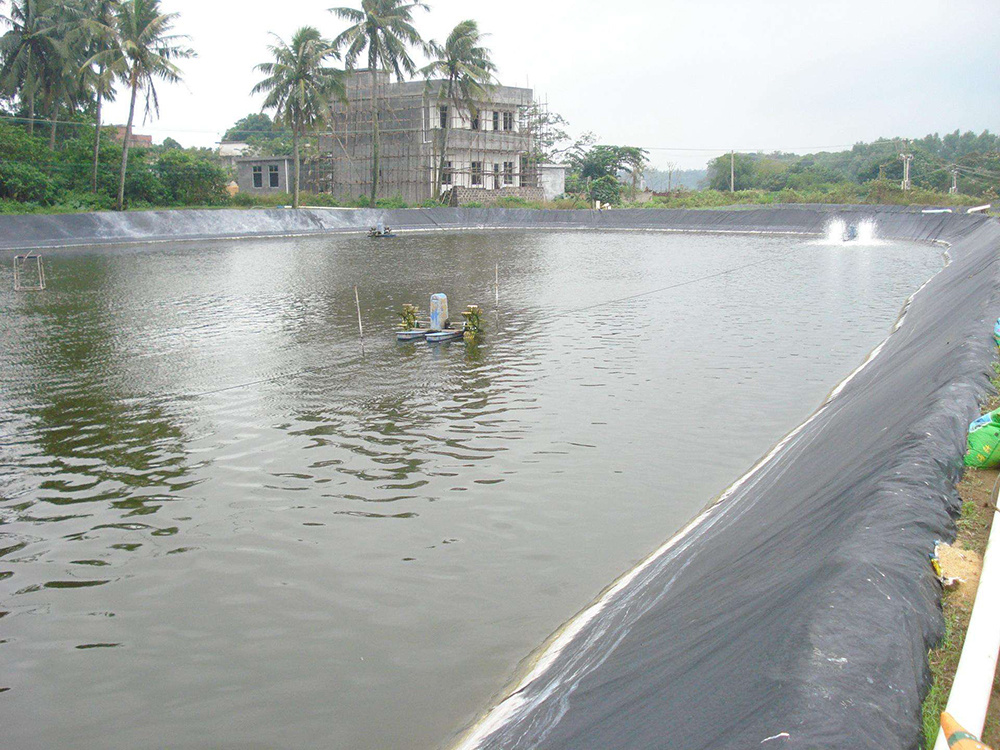 Loach and eel aquaculture