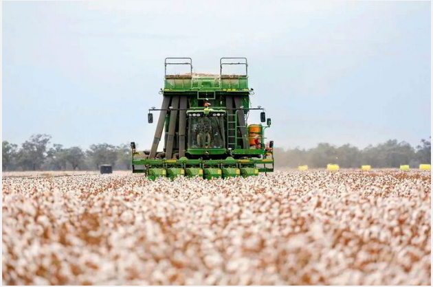 Australian cotton farm plans to produce its own green hydrogen and ammonia fertiliser from rainwater