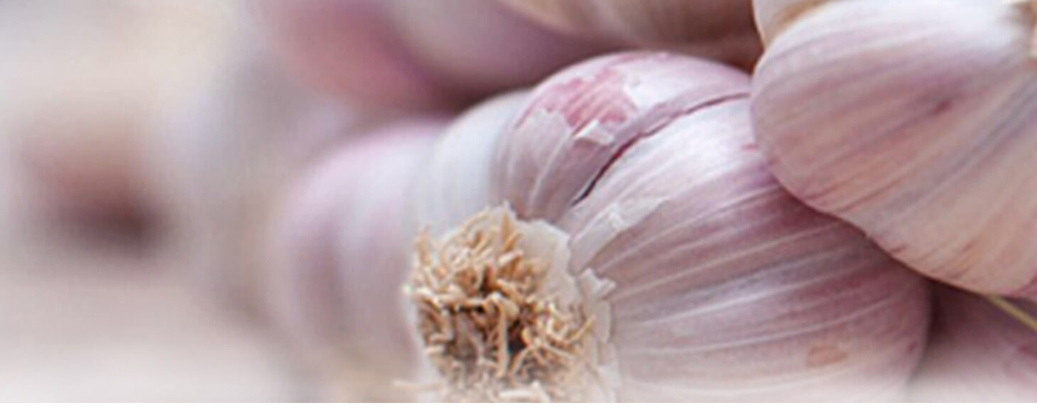 Black garlic