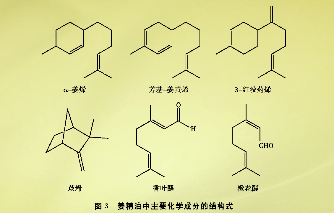 生姜油细胞显微手绘图图片