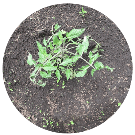 Pre-emergent Herbicides  (soil treatment)