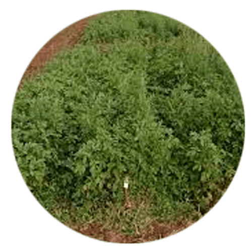Post-emergent Herbicides  (Foliar application)