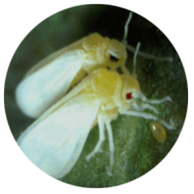 Tobacoo whitefly  (Bemisia tabaci )