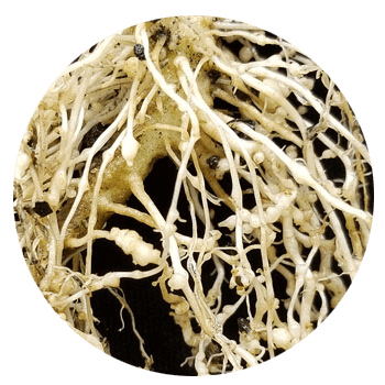 The root-knot  nematodes