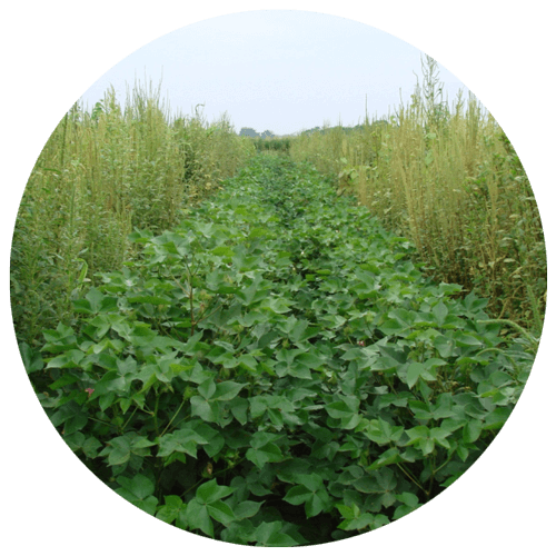 Post-emergent Herbicides  (foliar treatment)