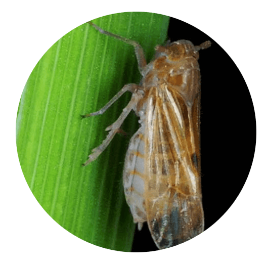 Rice planthopper