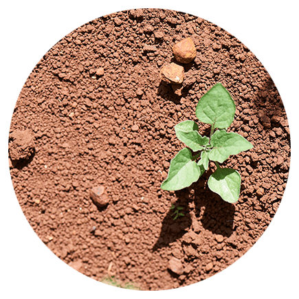Pre-emergent Herbicides  (soil treatment)