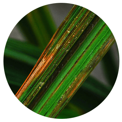 Bacterial leaf streak