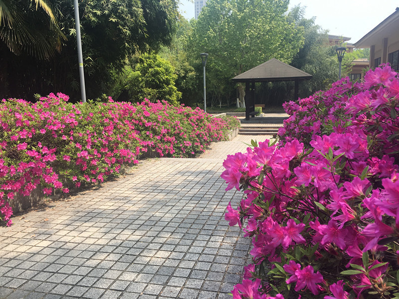 一园红艳醉坡陀 自地连梢簇蒨罗 ——绿博园中杜鹃花烂漫绽放映山红