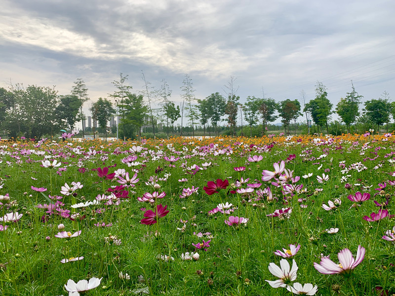 花海蕴新意  夏花开正浓------滨江公园又一处观花打卡地“草甸花境”绚烂绽放