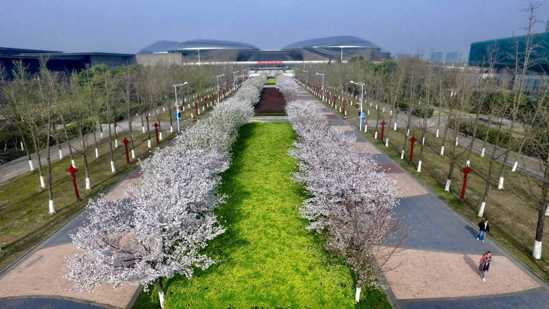 满城樱花开，河西更不同 ------南京滨江公园樱花大道进入盛花期