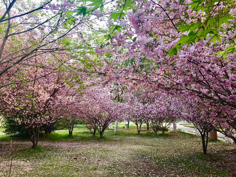 人间四月天，海棠最娇艳 ——滨江公园的海棠花灿然盛放
