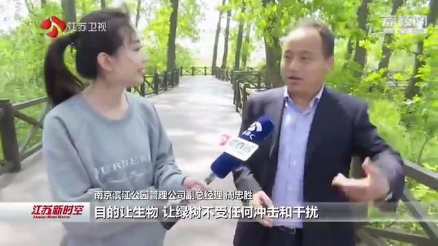 最是滨江好去处 ——南京鱼嘴湿地公园热度持续提升