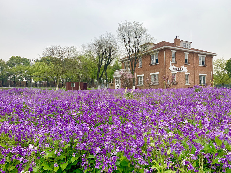 农历二月，二月兰领衔蓝紫色花系， 绚烂河西滨江公园！