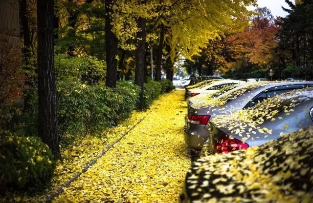 ¡Deberías saber que las hojas caídas dañan el coche, pero no esperabas que fuera tan grave!