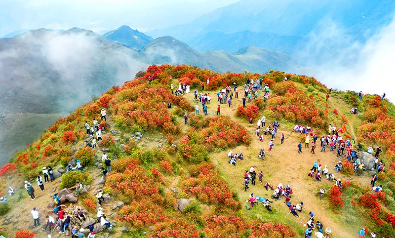 杜鵑花-3-4月