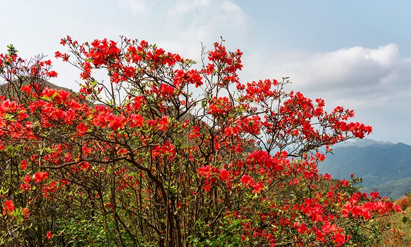 杜鵑花-3-4月