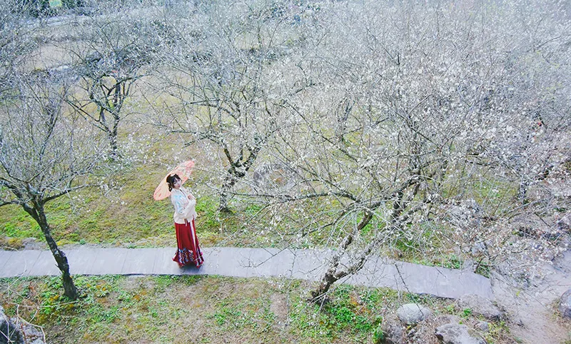 梅花節(jié)-12月-1月