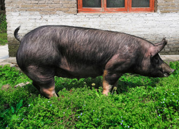 巴克夏猪的生长速度图片