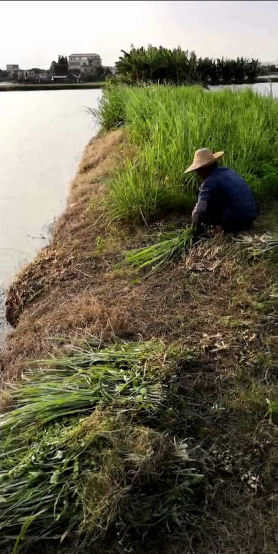 黄圃脆肉鲩养殖基地