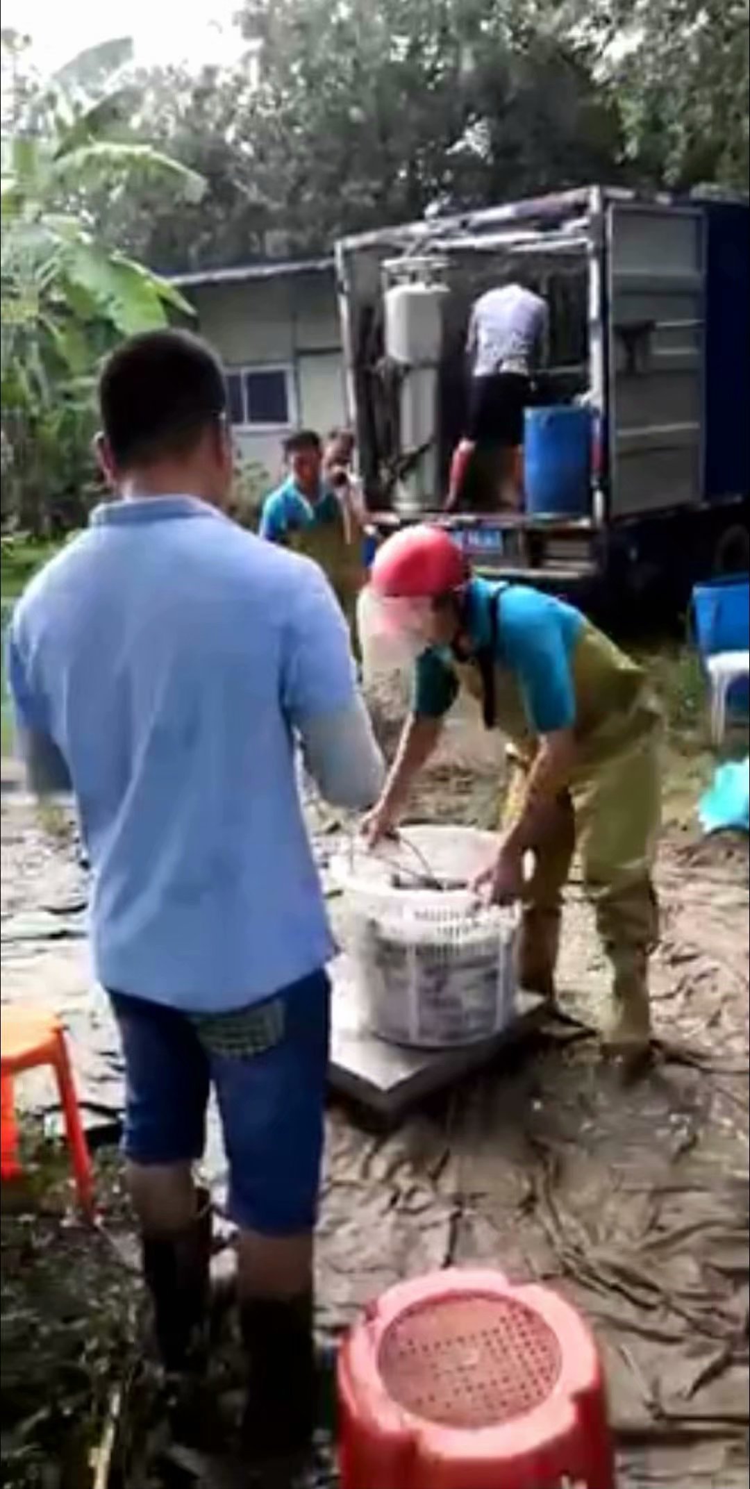 黄圃脆肉鲩养殖基地