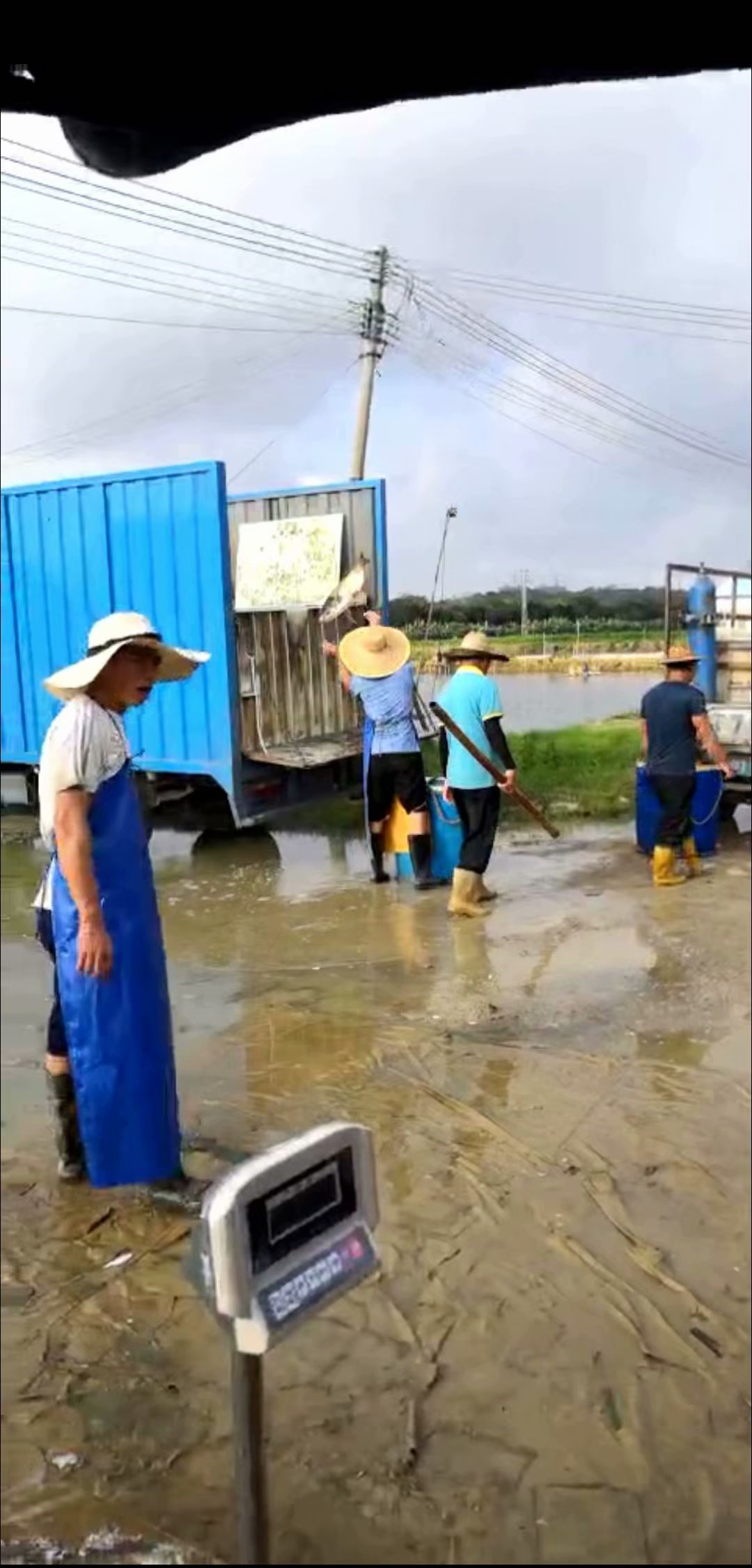 民众草鱼大鱼养殖基地