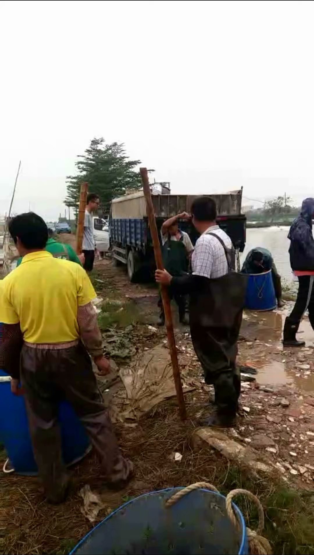 民众草鱼大鱼养殖基地