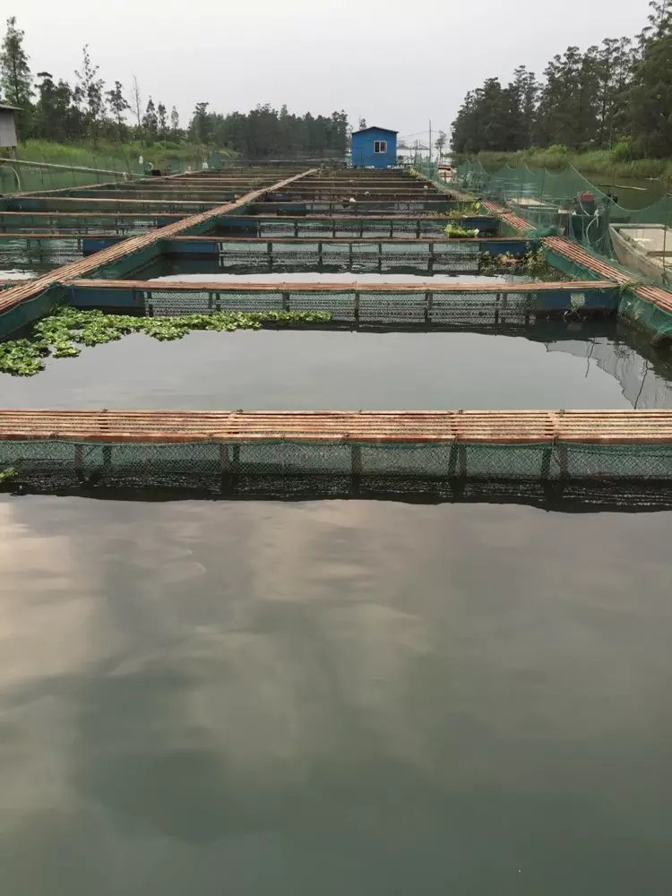 东升脆肉鲩西江吊水场
