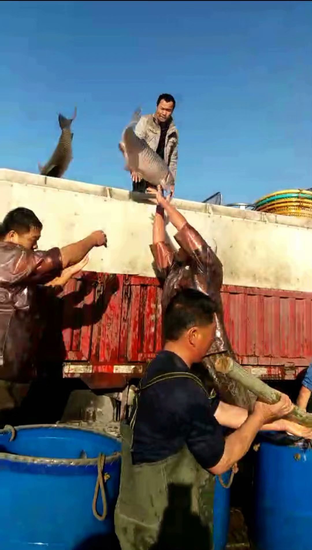 东升脆肉鲩养殖基地