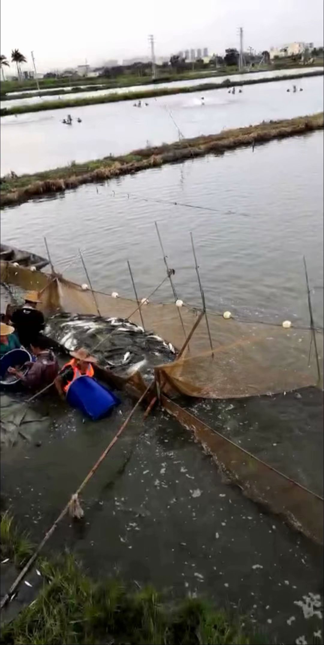 黄圃脆肉鲩养殖基地