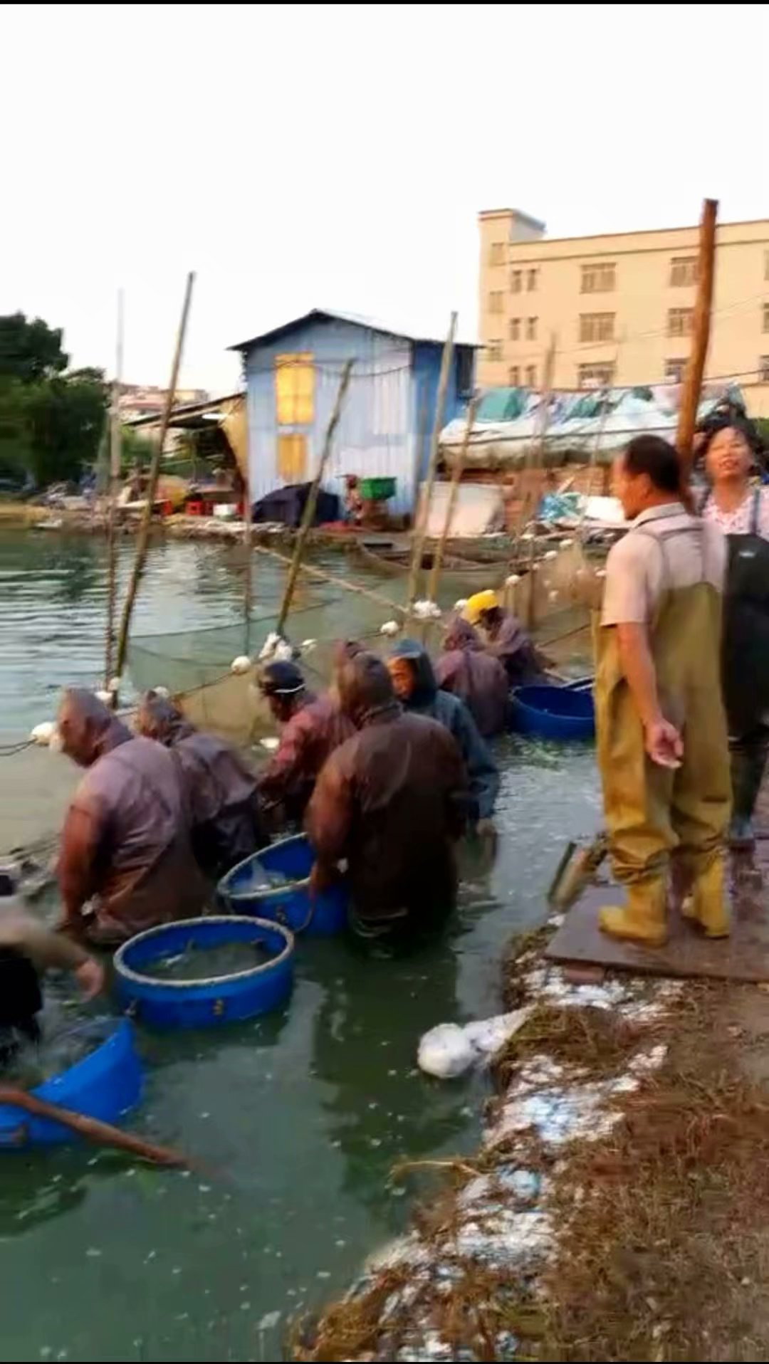 东升脆肉鲩养殖基地