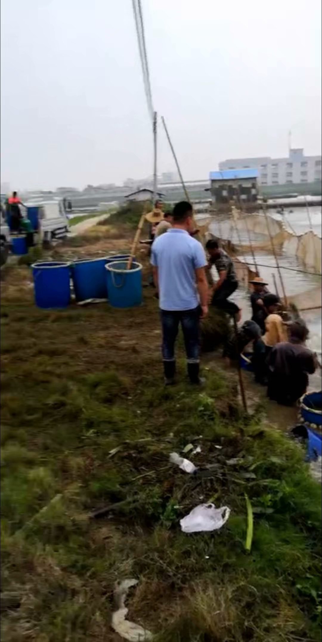 民众草鱼大鱼养殖基地