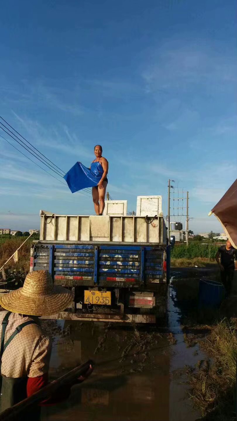 东升脆肉鲩养殖基地