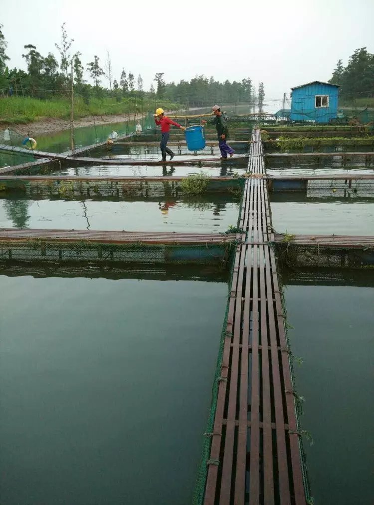 东升脆肉鲩西江吊水场