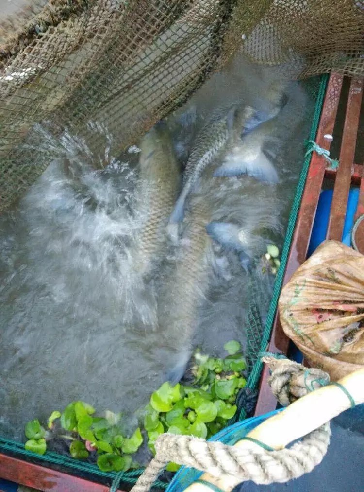 东升脆肉鲩西江吊水场