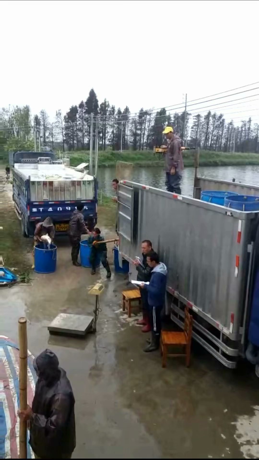 民众草鱼大鱼养殖基地