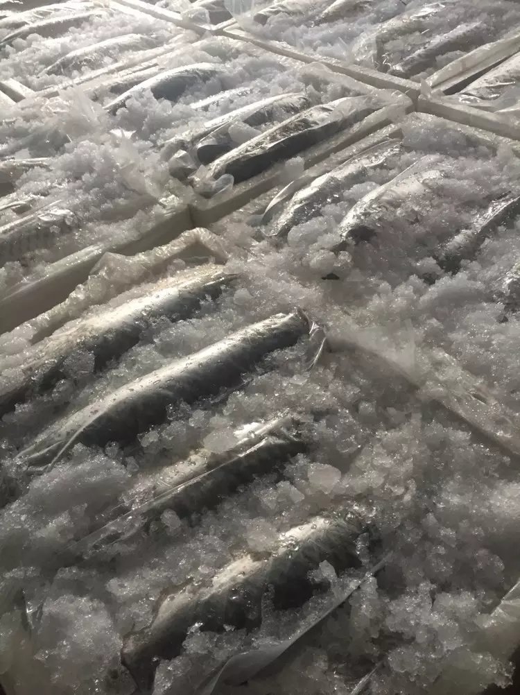 水产日常工作介绍