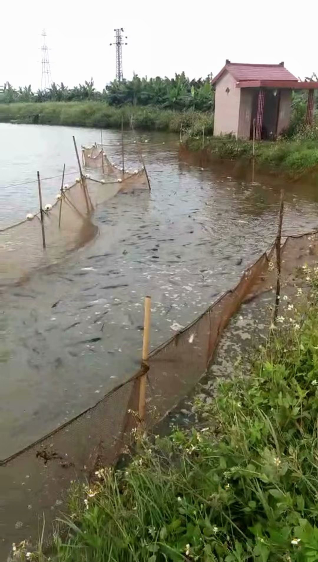 民众草鱼大鱼养殖基地
