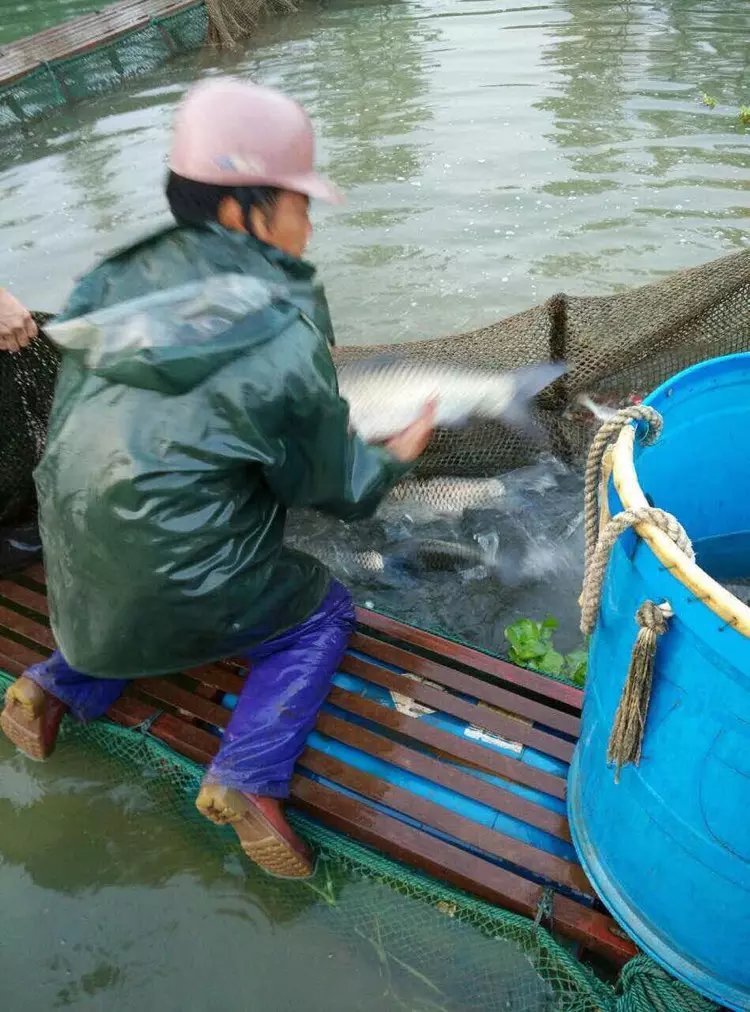 东升脆肉鲩西江吊水场