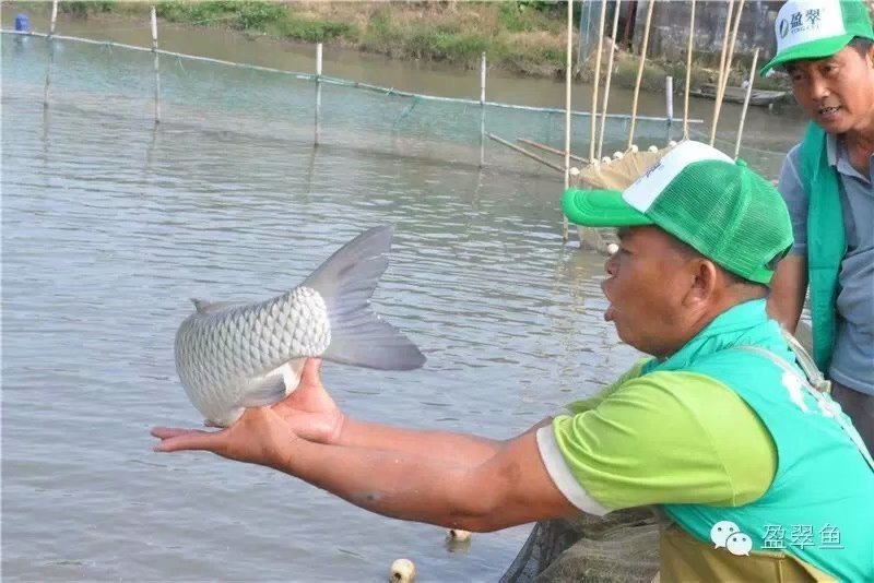 脆肉鲩