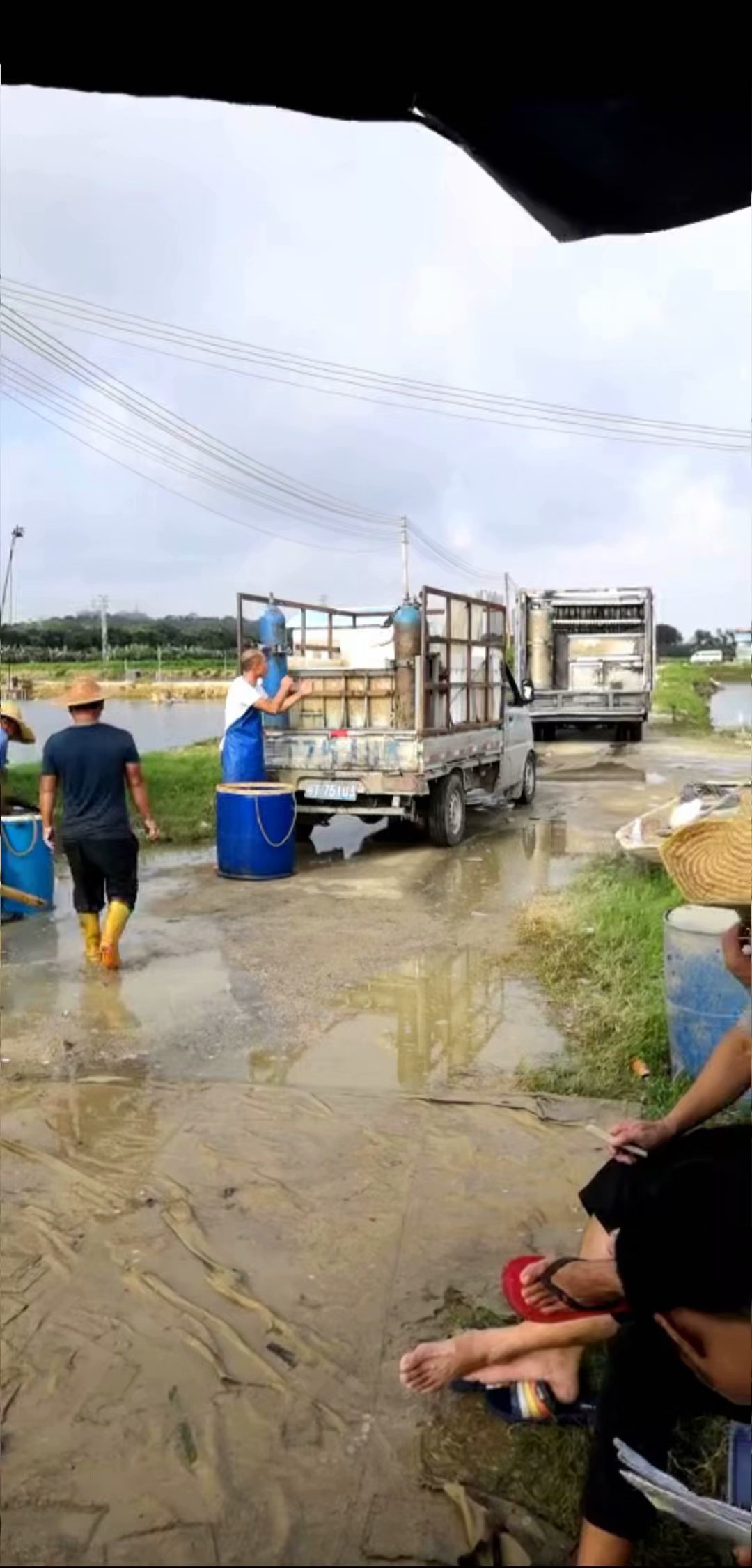 民众草鱼大鱼养殖基地