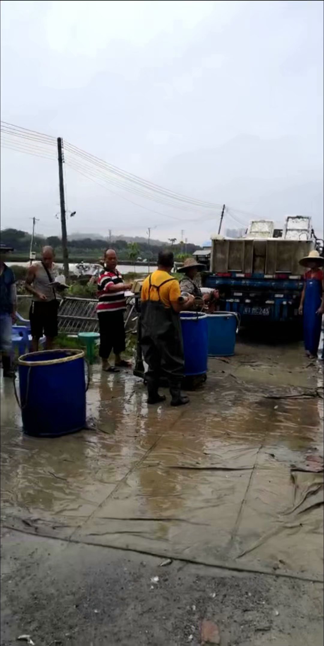黄圃脆肉鲩养殖基地