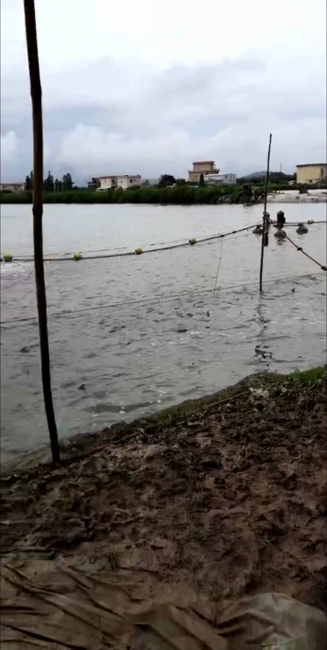 黄圃脆肉鲩养殖基地