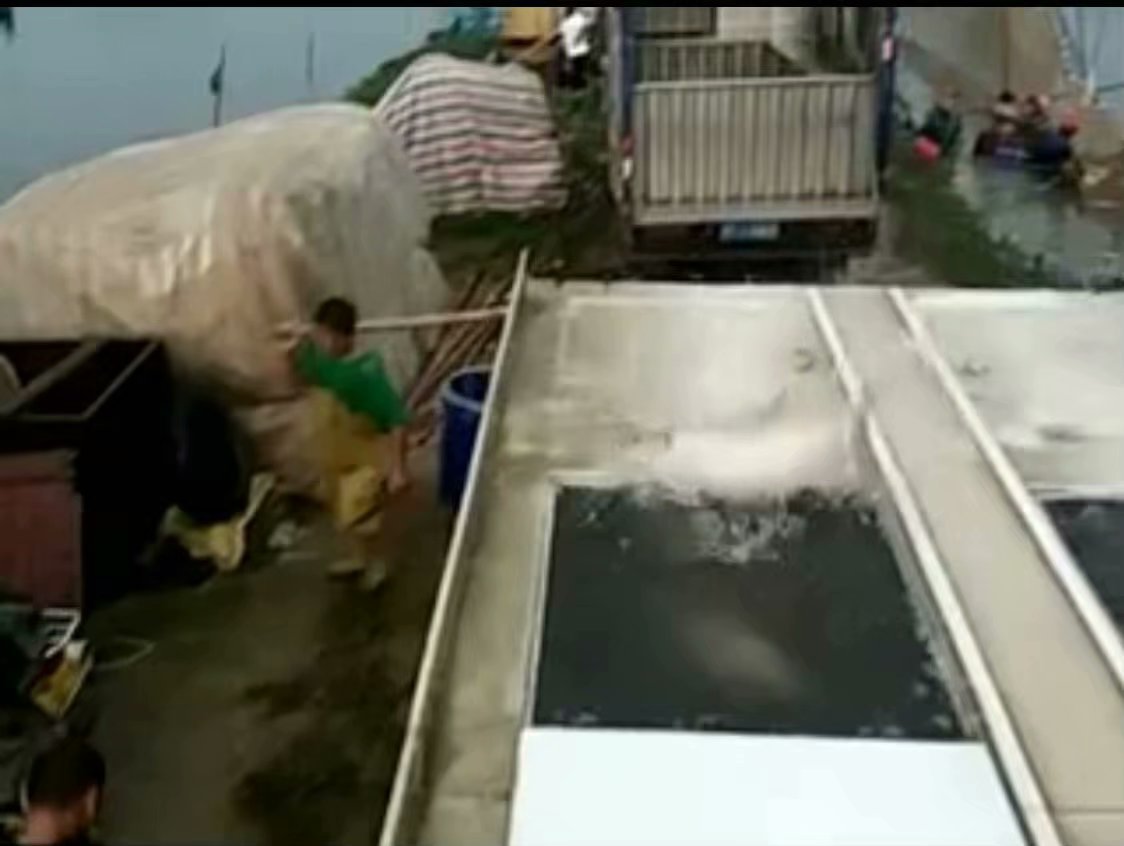 东升脆肉鲩养殖基地
