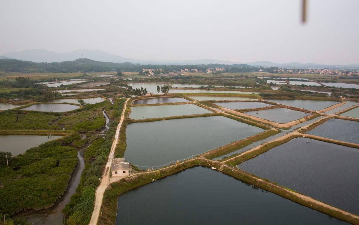 民众草鱼大鱼养殖基地