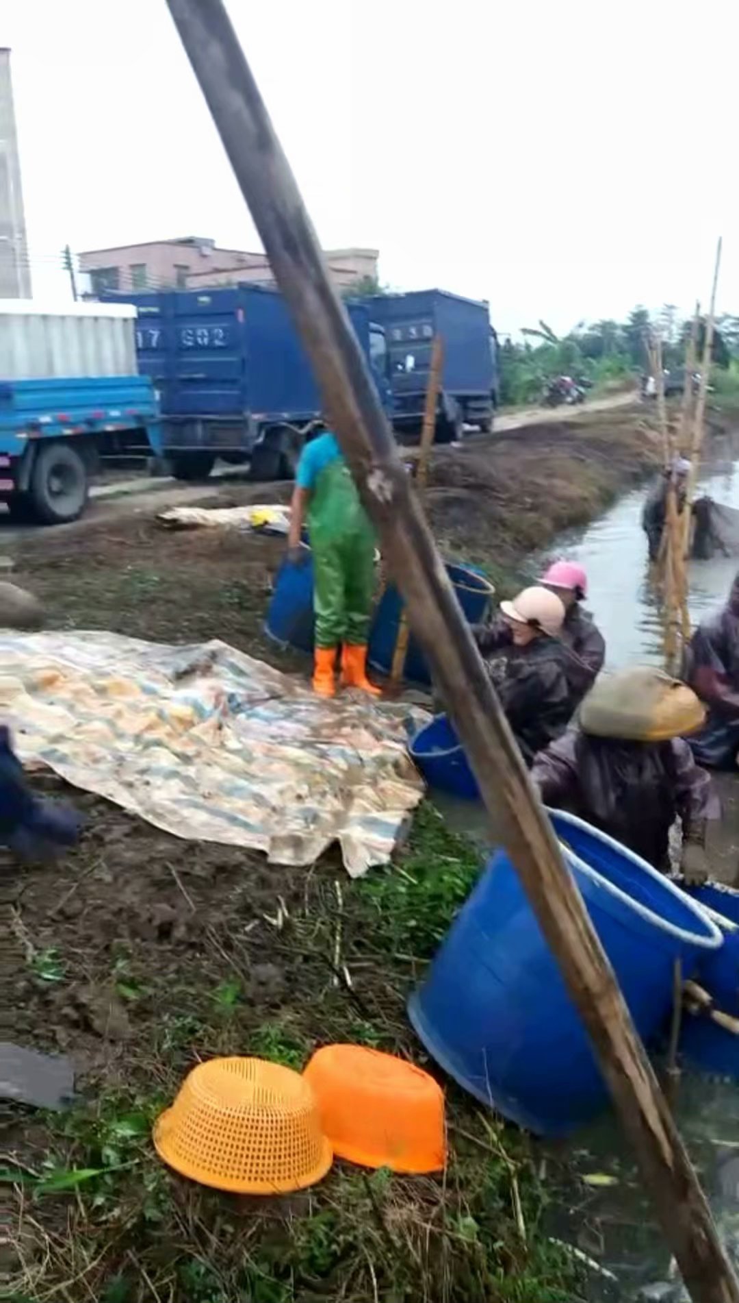 东升脆肉鲩养殖基地