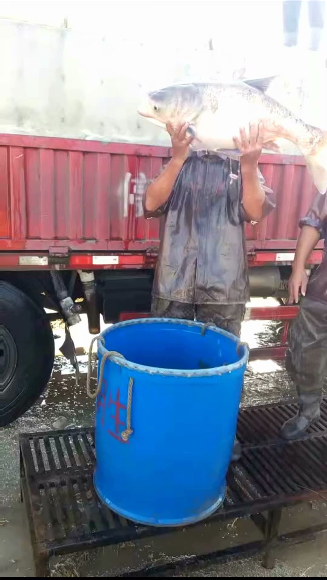 东升脆肉鲩养殖基地