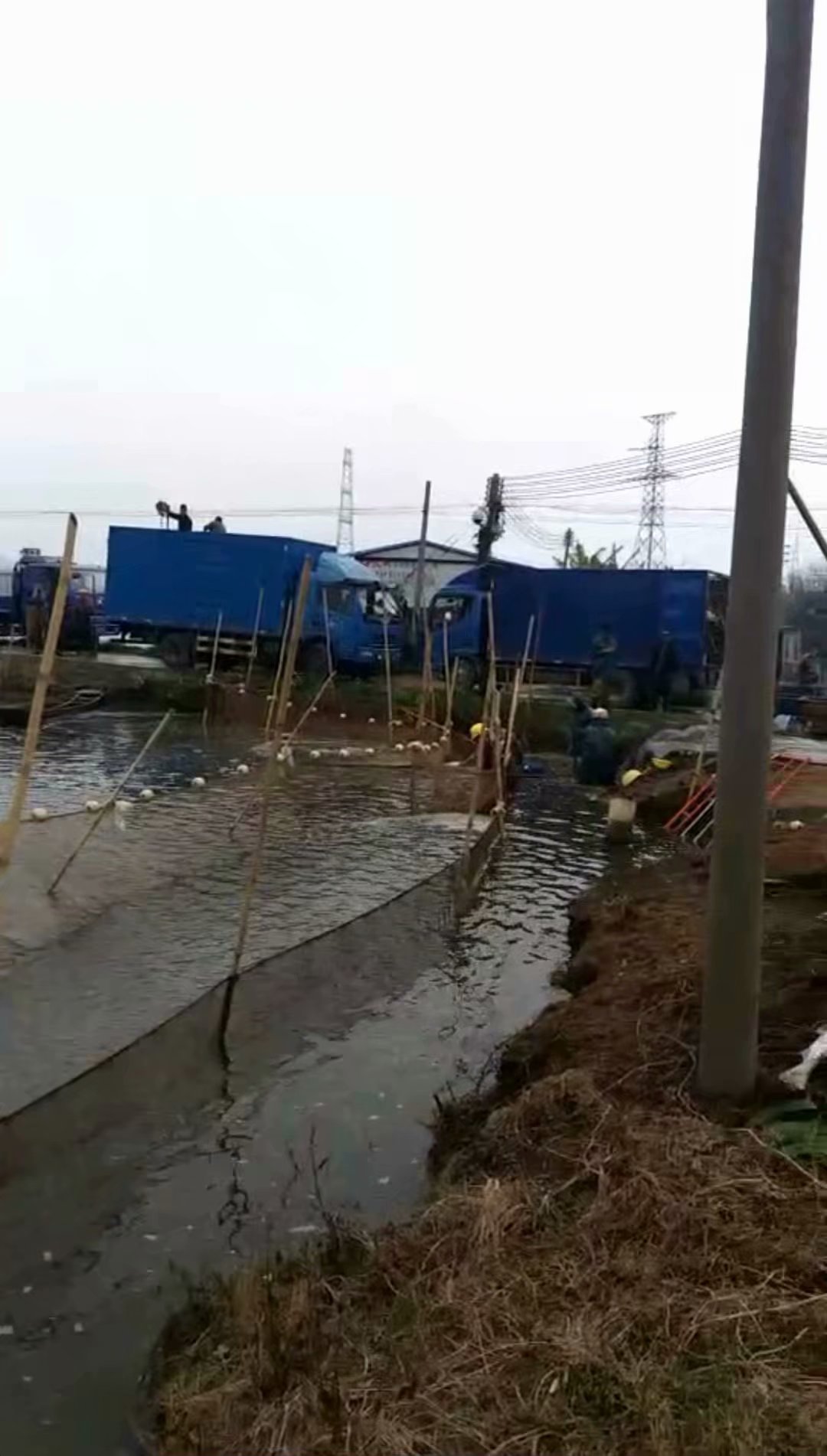 东升脆肉鲩养殖基地