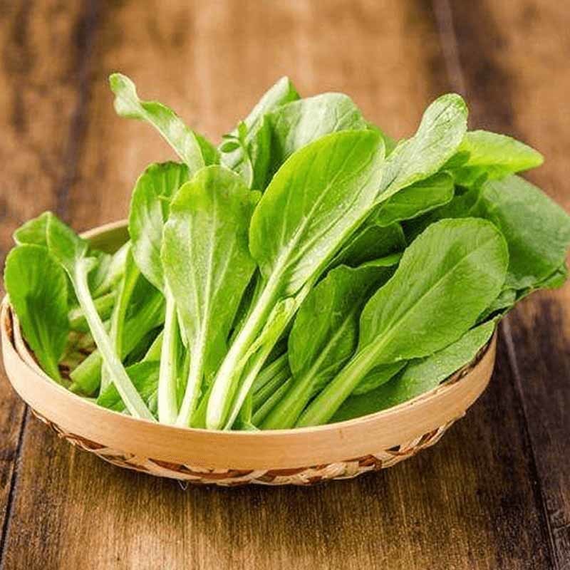 雞毛菜